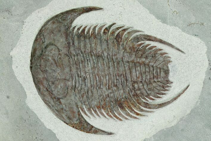 Lower Cambrian Trilobite (Neltneria) - Issafen, Morocco #170635